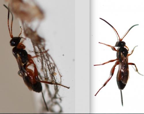 Cryptinae